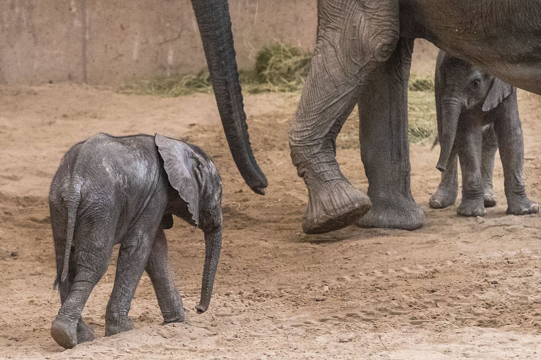 elephant-cm011